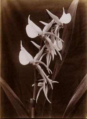 Orchidee