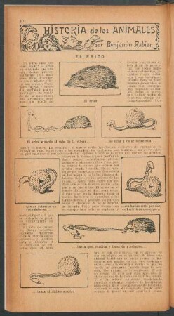 El erizo : Historia de los animales