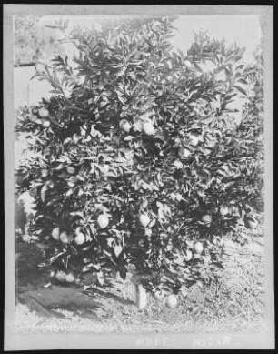 California Orange Tree