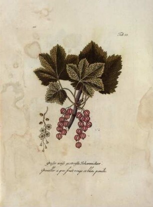 Tab. 35. Große weiss gestreifte Johannisbeer [...]