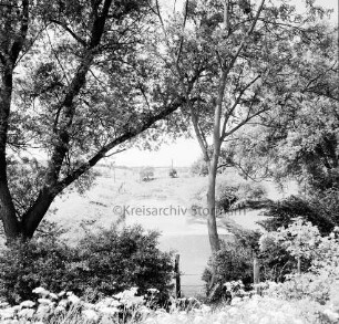 Trave: Steinfelder Hude: Altarm: vorn Büsche, Bäume und Zaun: hinten Wiesen und Bäume