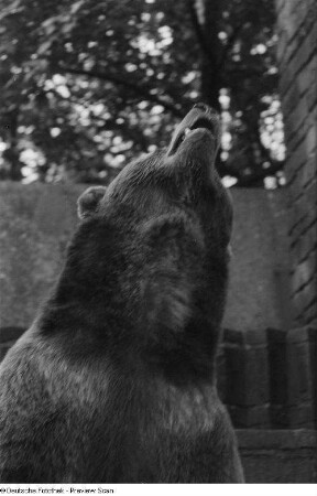 Ein Braunbär im Leipziger Zoo
