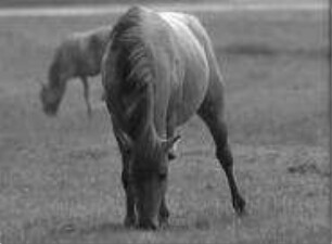 Equus caballus (Equidae) - Ausdrucksbewegungen