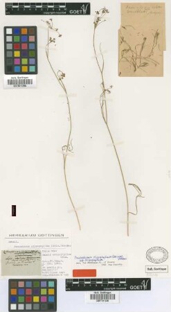 Seseli oligophyllum Griseb. [holotype]