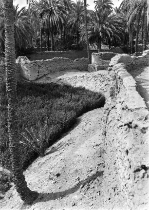 Weizenfeld : Ein bewässertes Weizenfeld in der Oase von Ghadames.