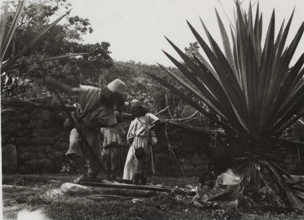 Extraction des fibres d'agave