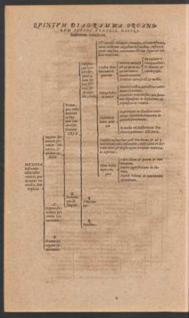 Quintum Diagramma Organorum Infimi Ventris, Distributionem continens.