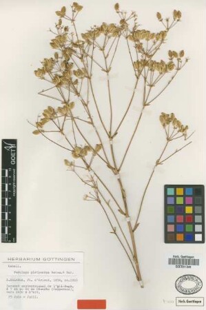 Ferulago platycarpa Boiss. [type]