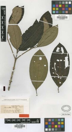 Henriettea spruceana Cogn. [syntype]