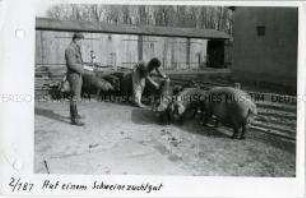 Das Schweinezuchtgut Radegast der Universität Halle