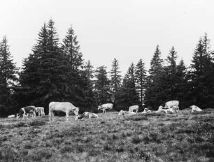 Böhmerwald, Holzfäller