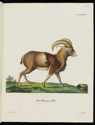 CCLXXXVIII. A. Ovis Musimon Pall.