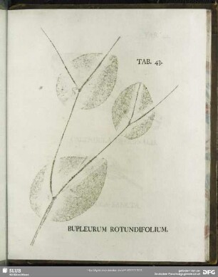 Tab. 43. Bupleurum Rotundifolium. (Durchwachs-Hasenohr)