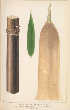 Phyllostachys nigra