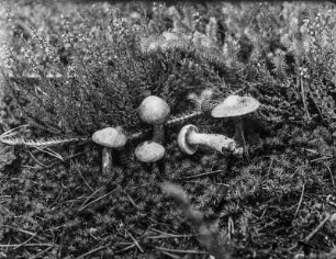Weißvioletter Dickfuß : Weißvioletter Dickfuß (Cortinarius alboviolaceus Persoon).