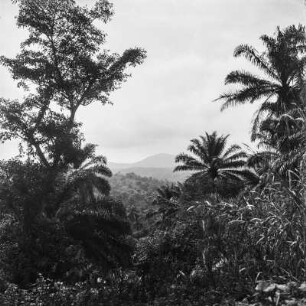 Landschaftsaufnahme (Kamerunreise 1937)