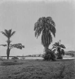 Bucht von Bukoba : Palmen an der Bucht. Am gegenüberliegenden Ufer die Stadt Bukoba
