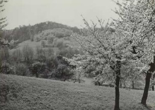Cossebaude, Baumblüte