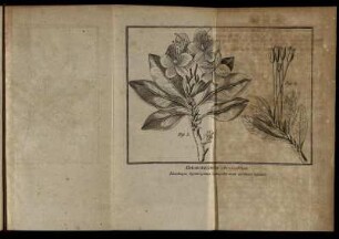 Rhododendron.