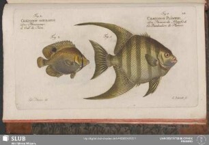211. Fig. 1. Chaetodon Plümieri. Fig. 2. Chaetodon Ocellatus