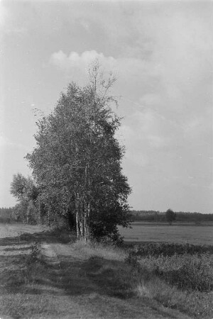 Landschaft um Schleife. : Krajina wokoło Slepeho.