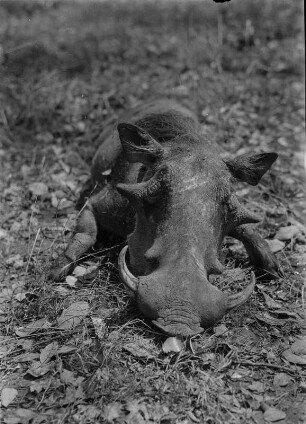 Erlegtes Warzenschwein : Erlegtes Warzenschwein.