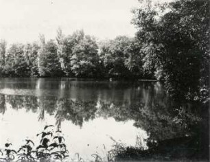 Laubwald am Wasser, Teich Eythra-Park