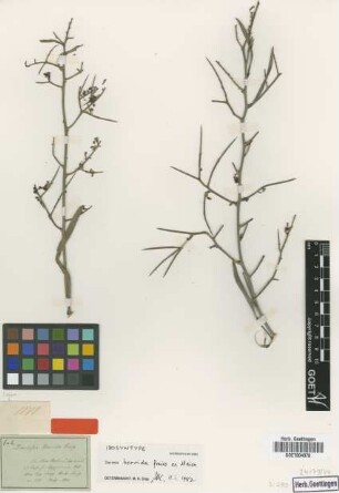 Daviesia horrida Preiss ex Meisn. [Isosyntype]