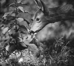 Rehe. Ricke mit Kitz
