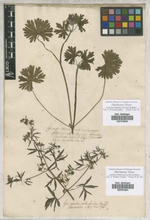 Geranium