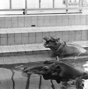 Nachwuchs bei den Nilpferden im Karlsruher Zoo.