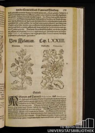Cap. LXXIIII. Von Melanzan.