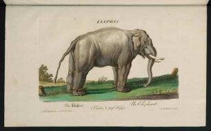 Elephas. Ein Elefant. Un Elephant. Familia V. fünf Hufige
