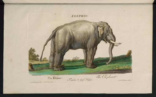 Elephas. Ein Elefant. Un Elephant. Familia V. fünf Hufige