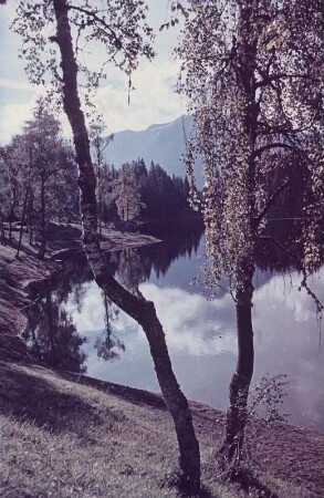 Mittenwald/Karwendel. Birken am Ufer eines Bergsees