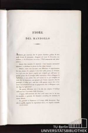 Fiore del Mandorlo