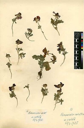 Ranunculaceae Ranunculus asiaticus Linné, Carl von (1707 - 1778) [Wadi es-Suwenit (Trockental)]