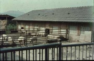 Fotografie: Sauenhaltung, Gruppenhaltung, Laufhof