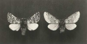 Kiefern-Prozessionsspinner (Thaumetopoea pinivora; Syn.: Traumatocampa pinivora). Männchen und Weibchen