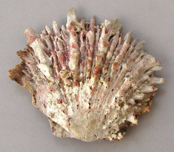 Spondylus shell