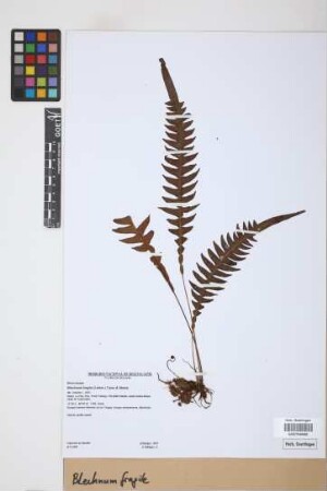 Blechnum fragile (Liebm.) C.V. Morton & Lellinger