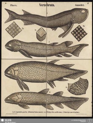 Tafel 36: Vertebrata : Pisces : Ganoidei
