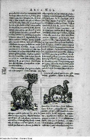 De Quadrupedibus in Arcam introductis, Seite 57 : De Quadrupedibus in Arcam introductis, Seite 57. Buchseite mit Holzschnitt; 37,4 x23,5 cm (Blattgröße). Aus: Kircher, Athanasius: Arca Noe. Amsterdam, 1675. Dresden: Dresden: SLUB App.bibl.141