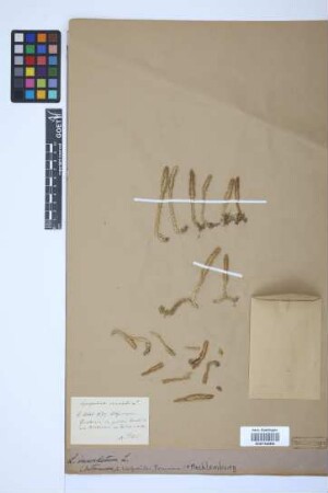 Lycopodiella inundata (L.) J. Holub
