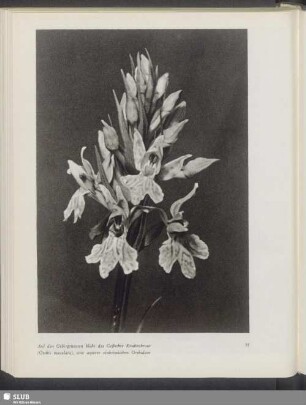 Auf den Gebirgswiesen blüht das Gefleckte Knabenkraut (Orchis maculata), eine unserer einheimischen Orchideen