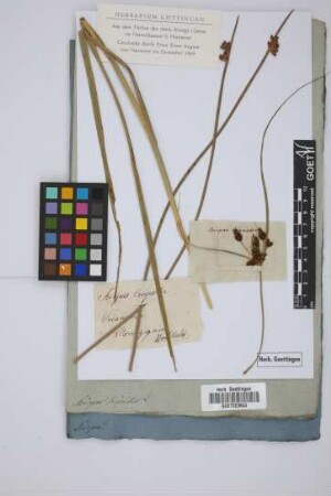 Scirpus triqueter L.