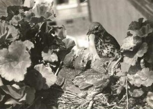 Singdrossel (Turdus philomelos), mit Futter am Nest über der Brut