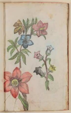 Fingerhut [aus einem Skizzenbuch der Marianne Franziska Seiffert von Klettenberg]
