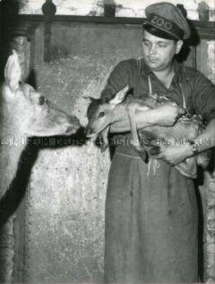 Tierpfleger mit einem Rothirsch-Kälbchen