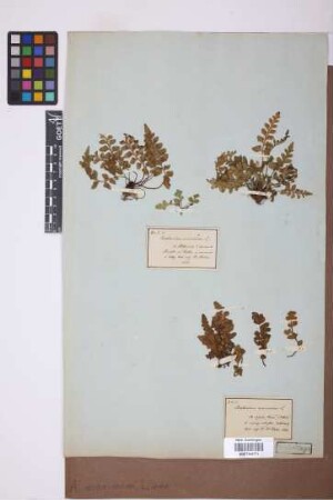 Asplenium marinum